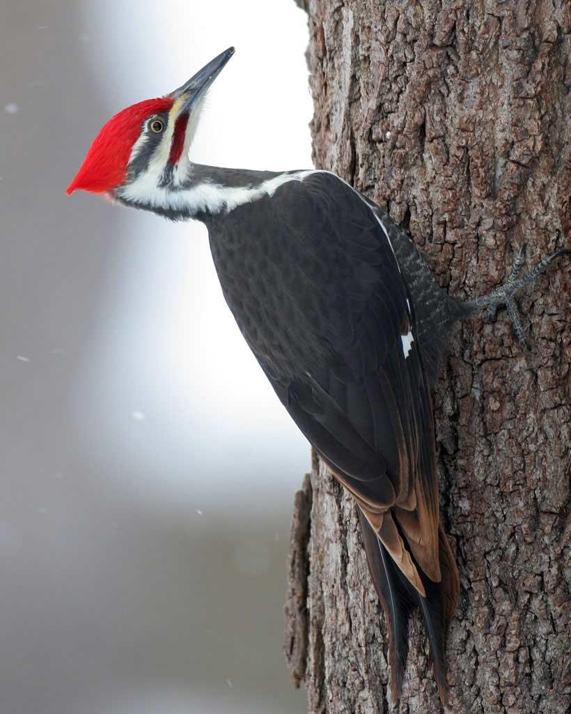 Pileated_Woodpecker_m57-4-021_l_1