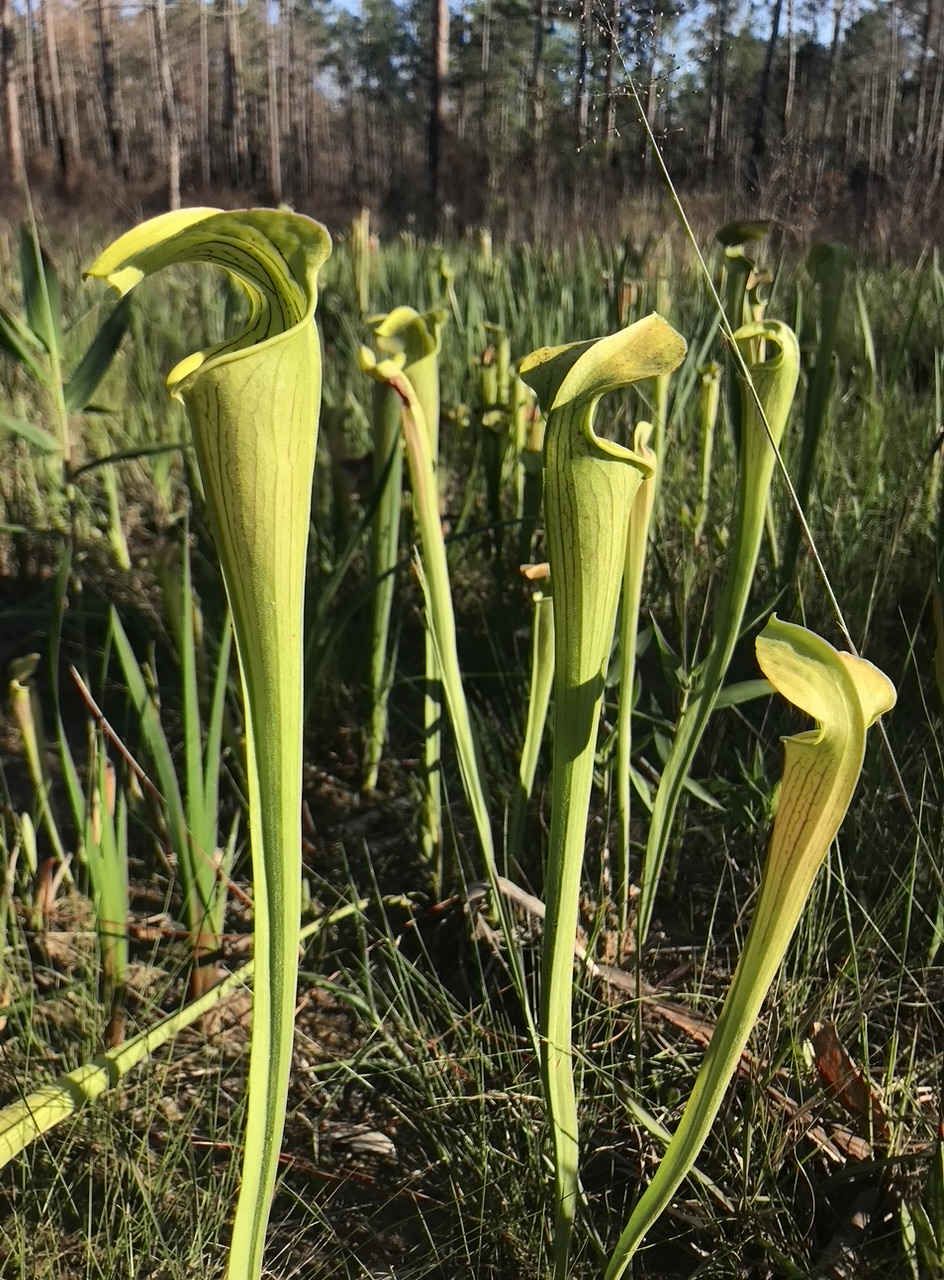 Pitcher plants